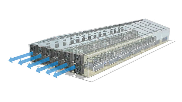 Stressfreies Tierwachstum auf einer Hühnerfarm (-5dB)